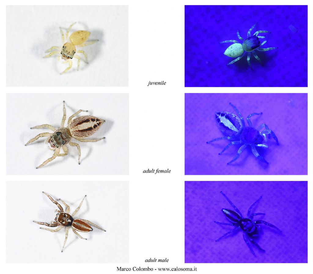 Scoperta fluorescenza di Icius hamatus ai raggi UV